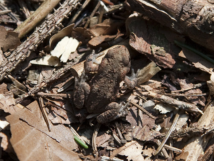 Ein Daumennagel großes Fröschchen