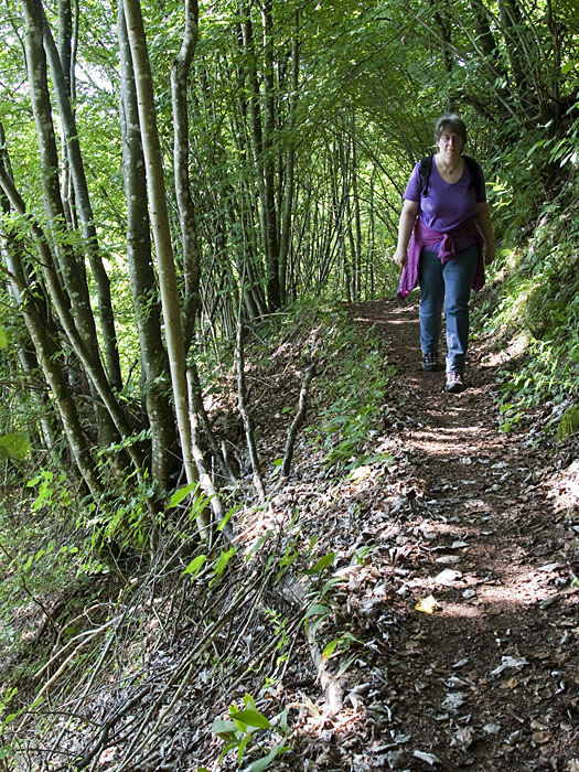 Schmale Pfade unter dichten Blätterdächern