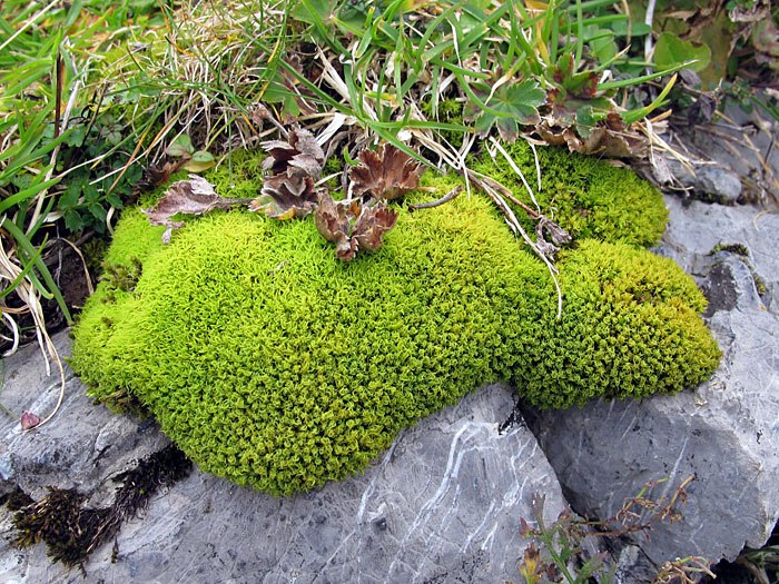 Moose gedeihen hier oben gut