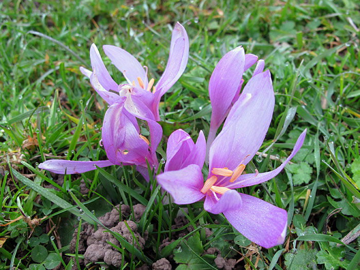 Alpenzeitlose (Colchicum alpinum)