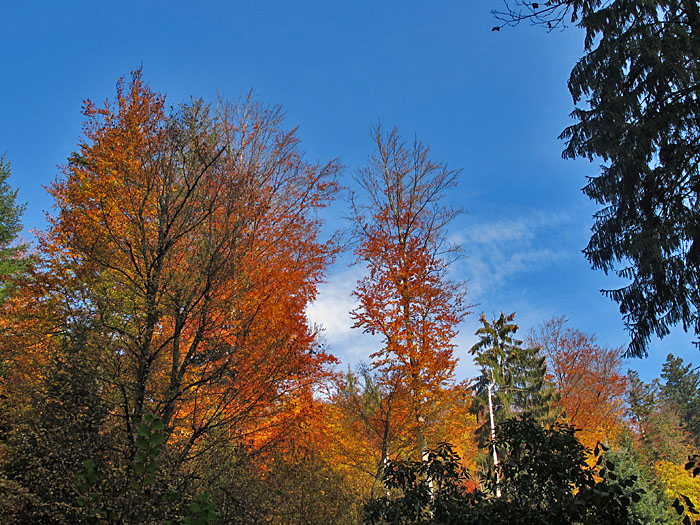 Herbstliche Farbenpracht