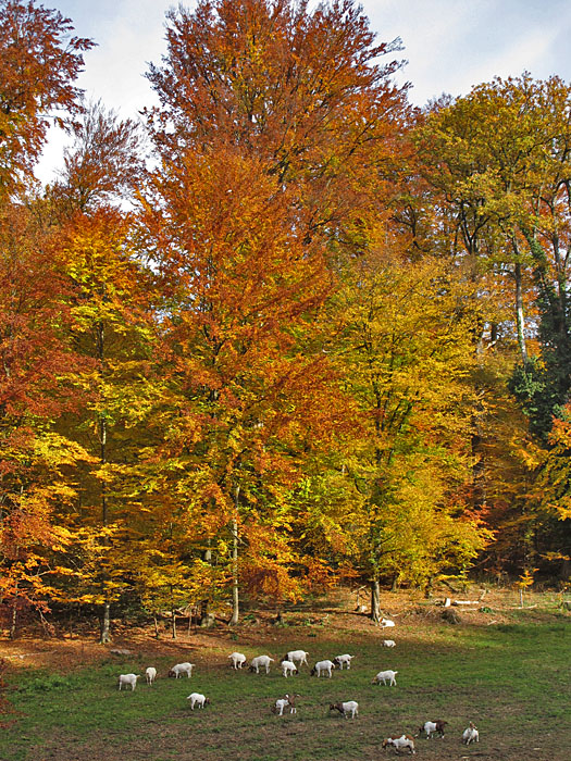 Ziegen unter herbstlichem Laub