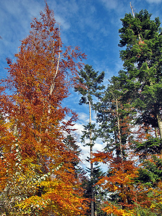 Laub- und Nadelbäume
