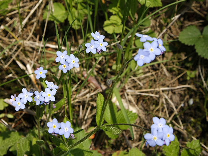 Kleinblütiges Vergissmeinnicht (Myosotis stricta)