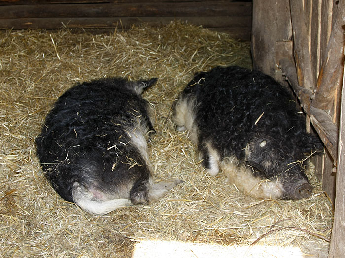 So eine Schweinerei ;-)