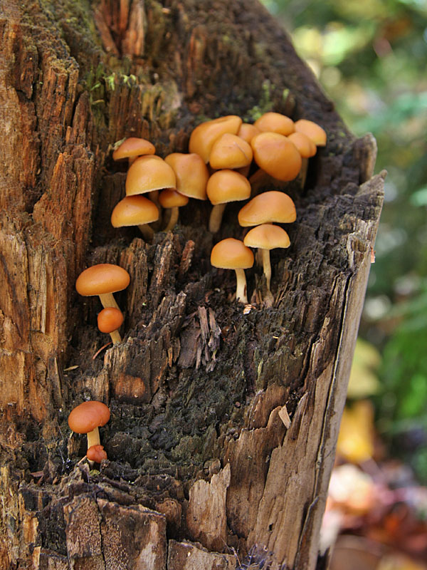 Pilze, was sonst ;-)