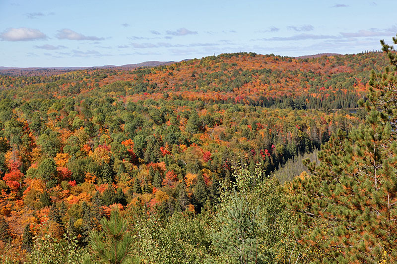 Vor lauter Wald sieht man keine Bäume