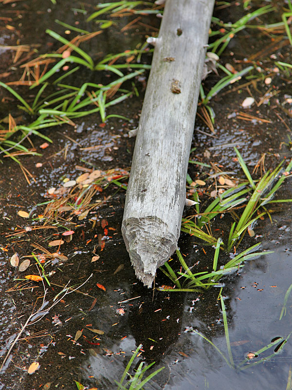 Hier war der Bieber am Werk