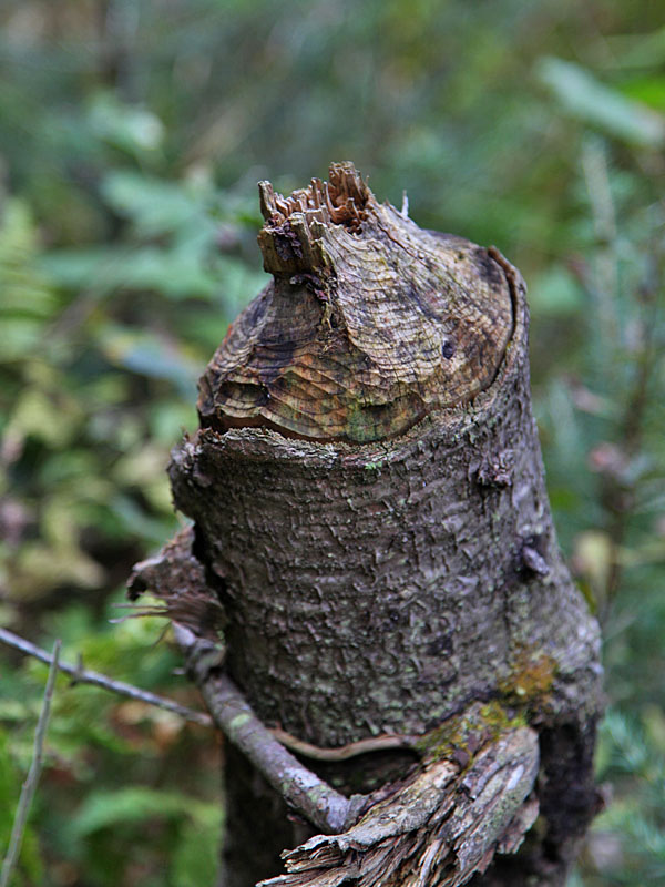 Auch hier sind die Spuren des Nagers zu sehen