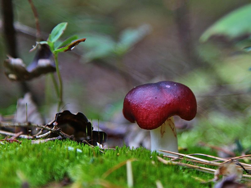 Einsamer Pilz