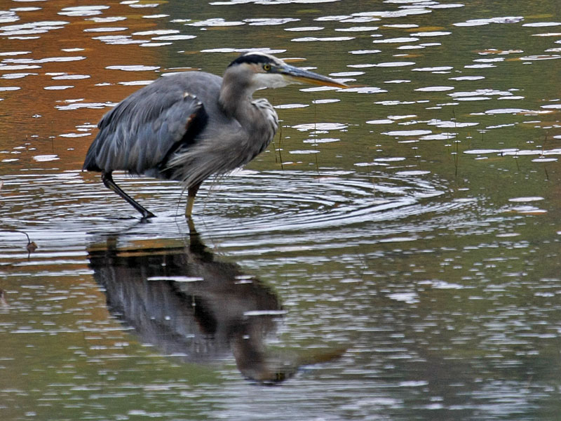 Reiher auf der Jagd