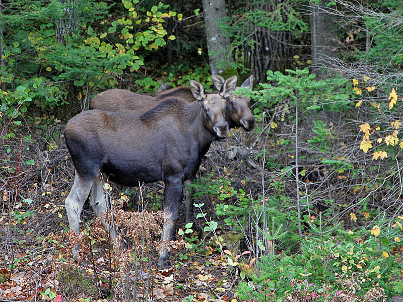 Elchzwillinge am Wegesrand