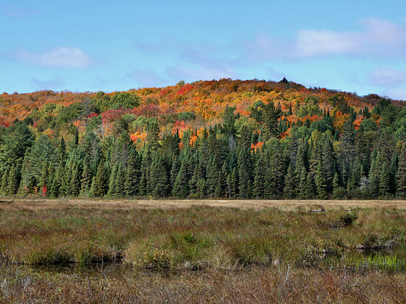 Jetzt geht es durch Moorgebiet