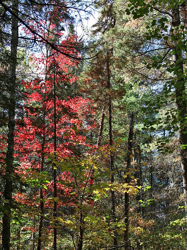 Da darf man keine rot-grün Sehschwäche haben ;-)