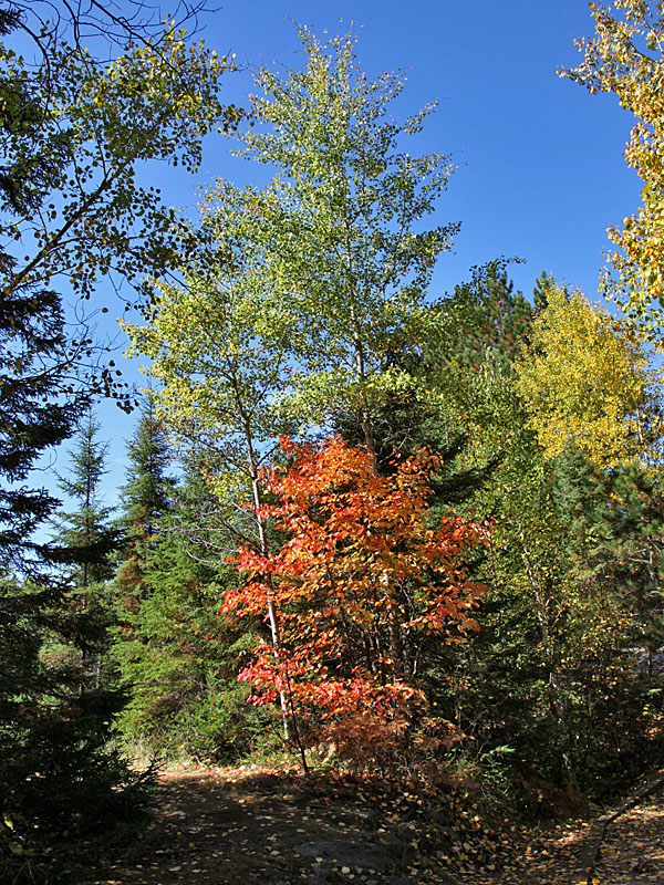 ... durch buntes Laub