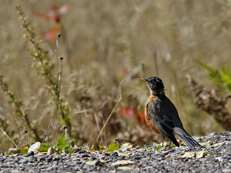 Neugieriger Vogel ...