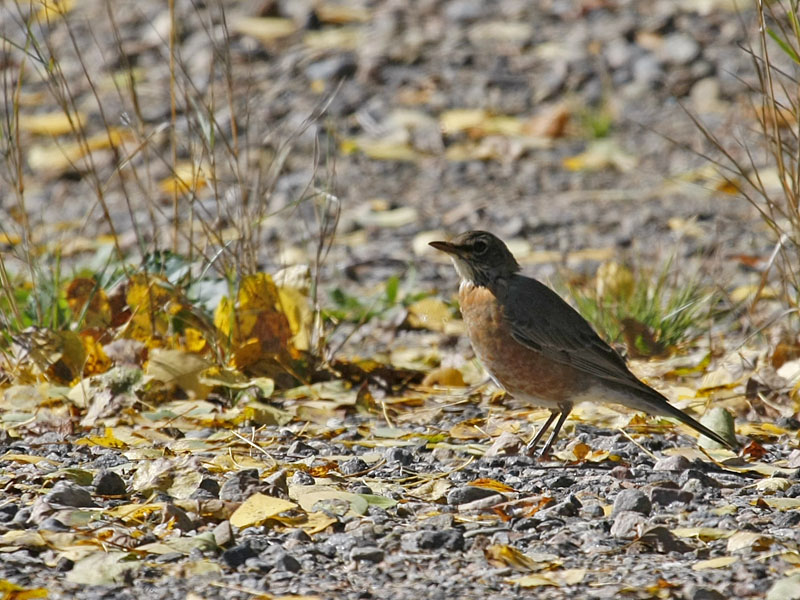 ... und sein Kamerad