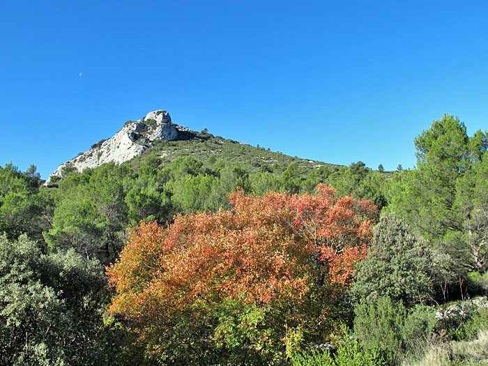 So langsam verfärbt sich auch hier unten das Laub