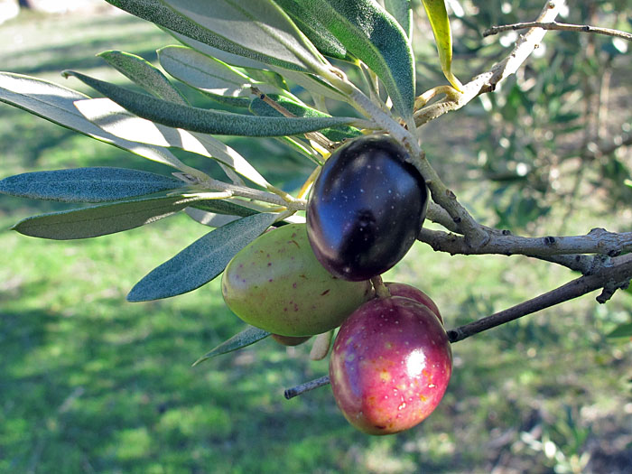 Die Früchte sehen fast wie Kirschen aus