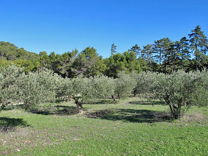 Ein kleiner Olivenhain