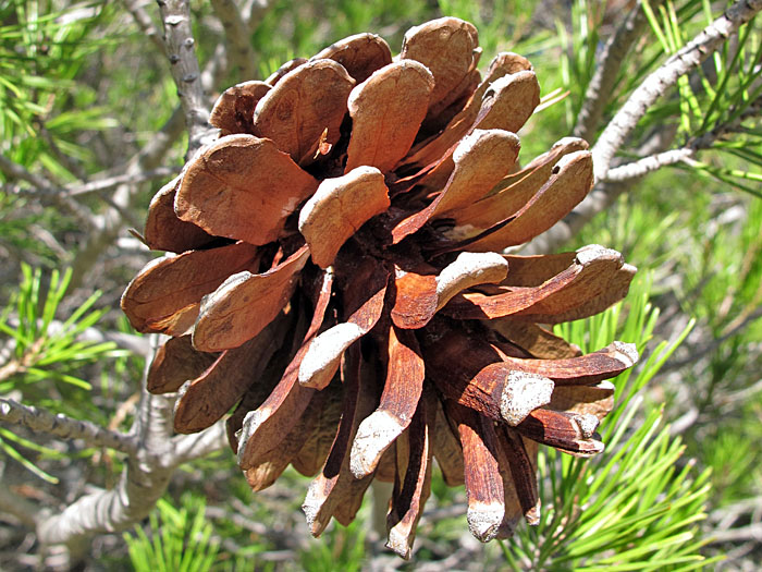 Die Zapfen sind weit offen und die Samen verstreut