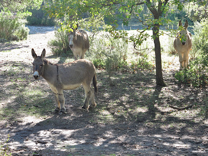 Esel auf einer Weide