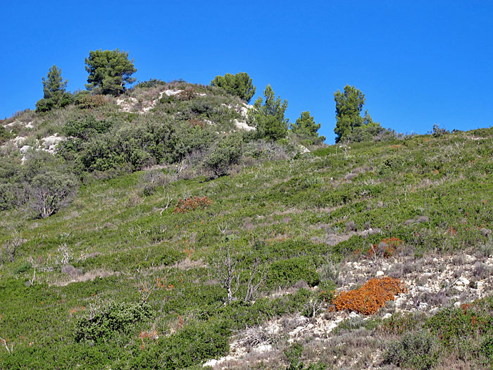 Niedrige Büsche überziehen die Felsen