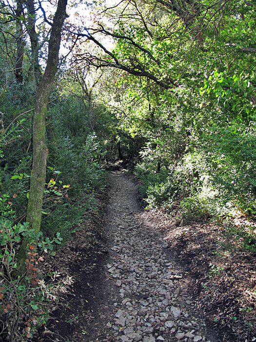 Die Vegetation verdunkelt den Weg
