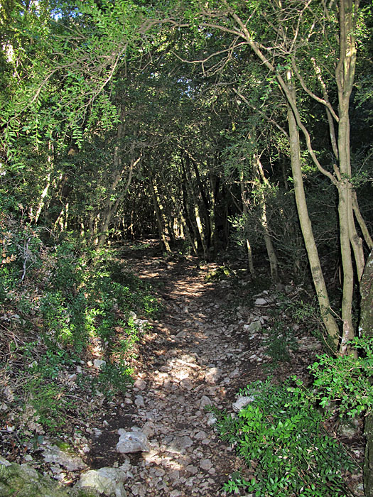 Dschungelähnliche Verhältnisse