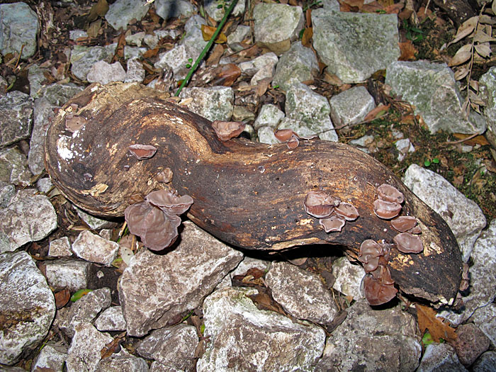 Auf faulenden Hölzern ...