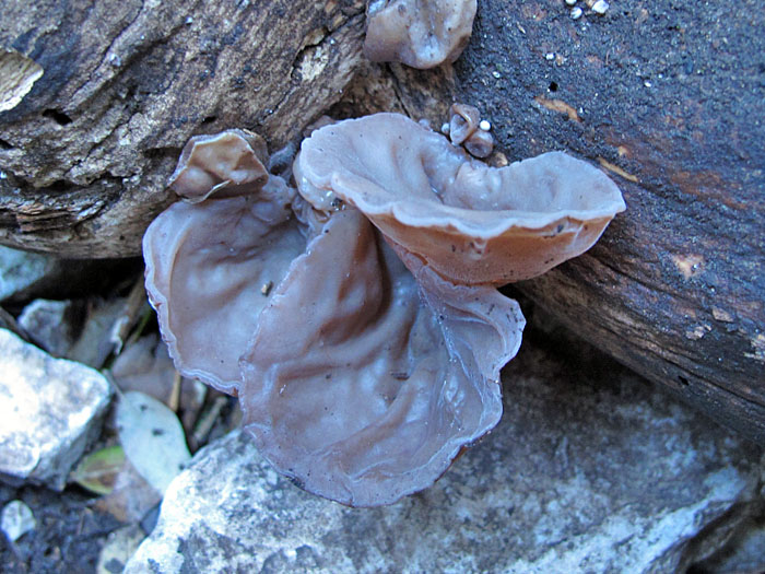 ... wachsen die Pilze