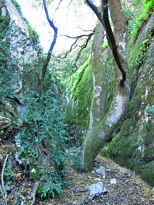 Sogar große Bäume wachsen hier unten