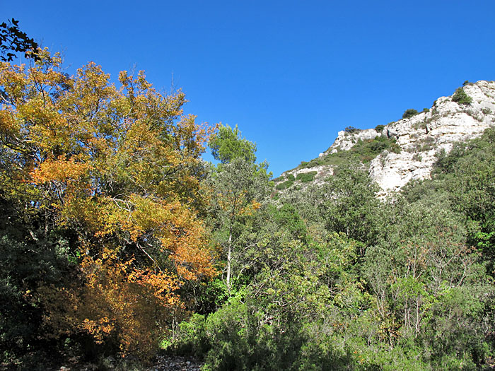Nun geht es wieder raus aus dem Wald ...