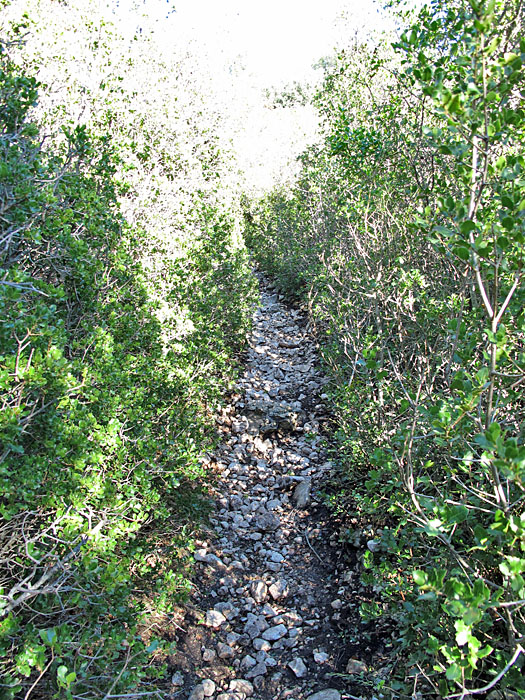 Hier muss man sich regelrecht durch's Dickicht kämpfen