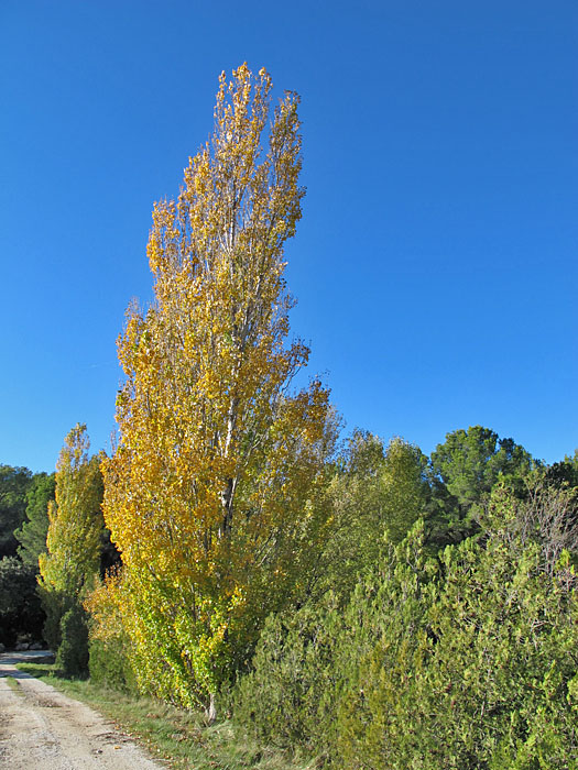 Bunte Bäume in der Ebene