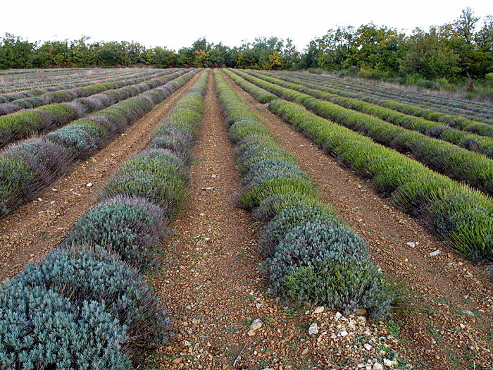 Verblühte Lavendelfelder