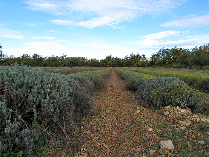 Verblühte Lavendelfelder