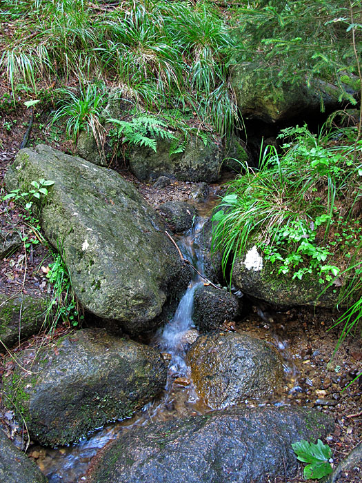 Bächlein im Wald