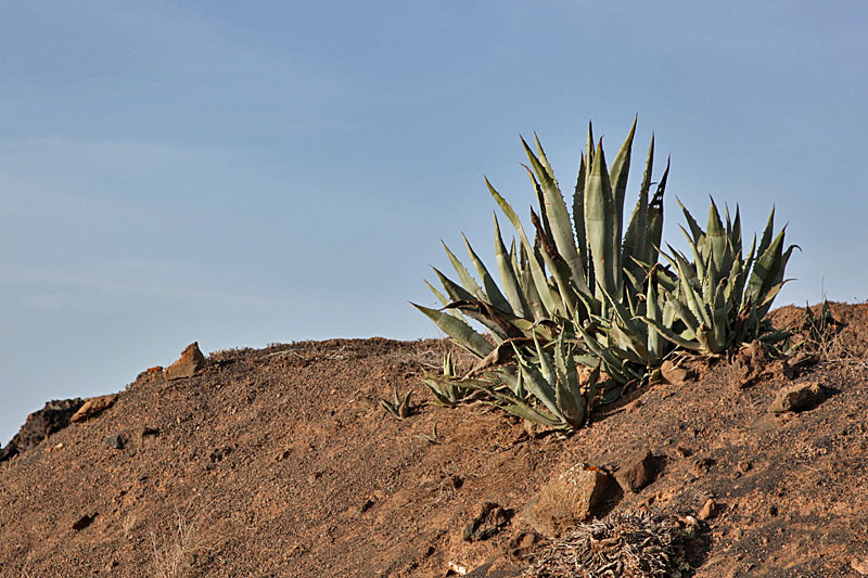 Aloe Vera am Wegesrand
