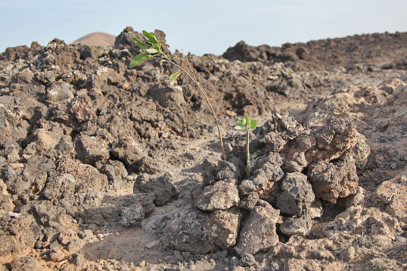 Die wenigen Pflanzen werden mit Steinen geschützt