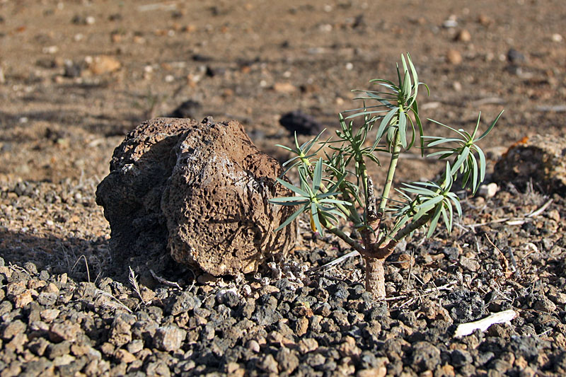 Klein wie ein Bonsai