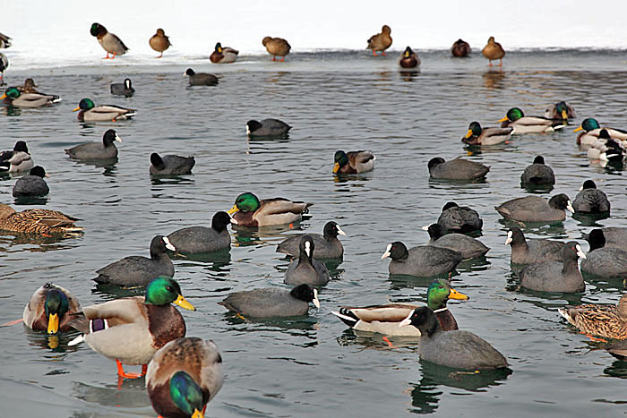 Alle meine Entchen ...