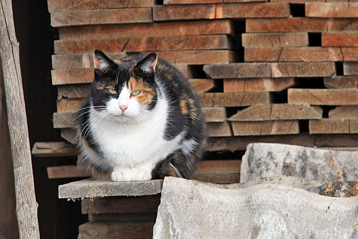 Richtiges Kätzchen ;-)