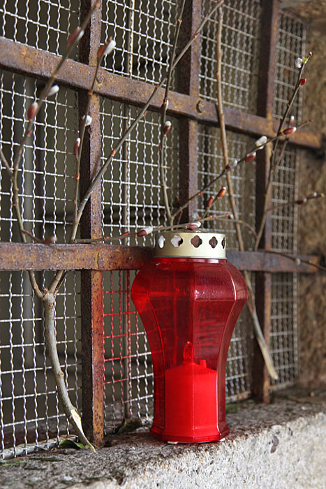 Die ersten Weidenkätzchen