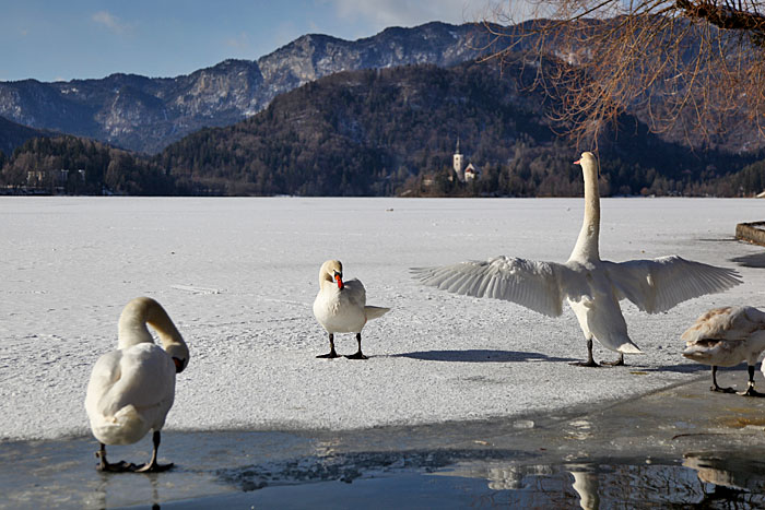 Auch die Schwäne genießen die warmen Strahlen
