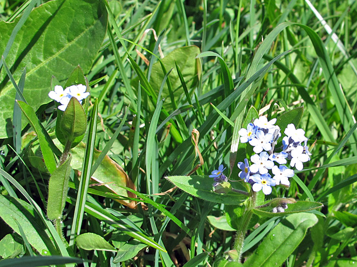 Überall wachsen Vergissmeinnicht