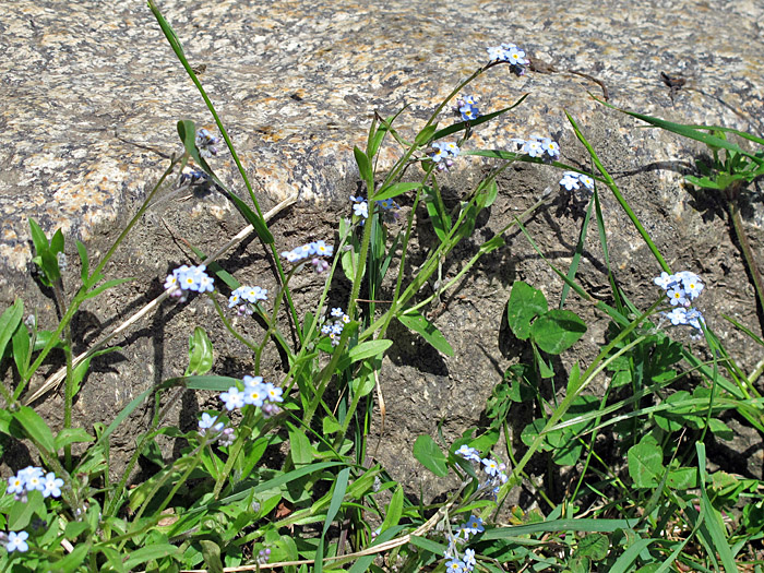 Nochmal Vergissmeinnicht ...