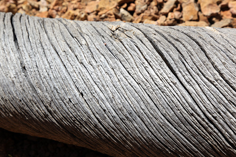 Als ob der Baum wie ein Seil gedreht wurde