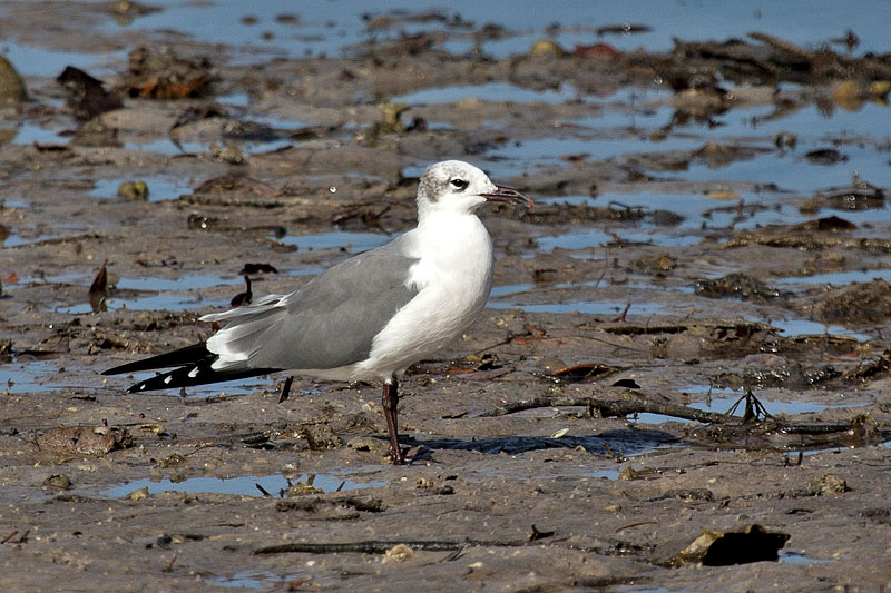 Ring-Billed Gull (Larus delawarensis): Ringschnabelmöwe