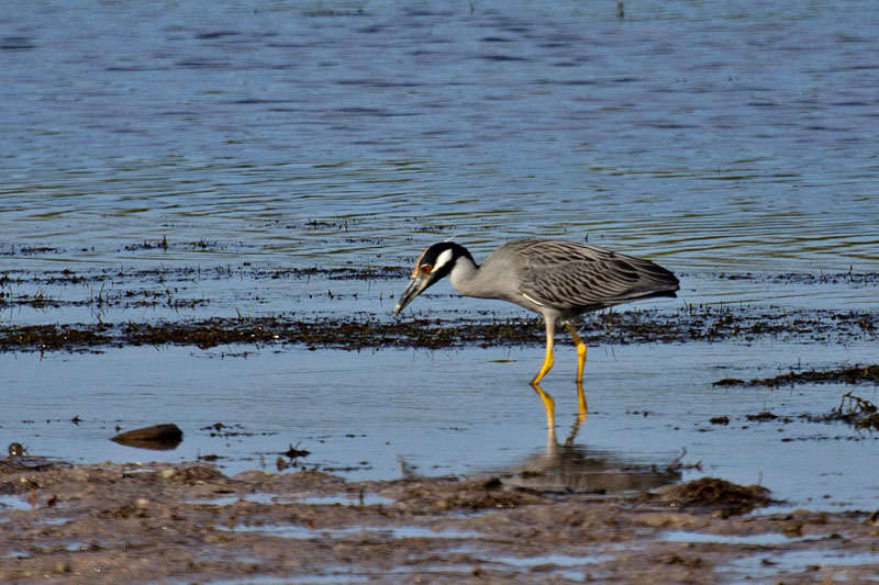 Yellow-crowned Night-Heron (Nyctanassa violacea): Krabbenreiher